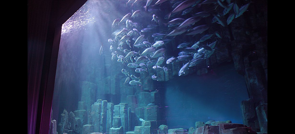 L’aquarium